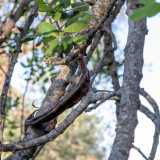 �Le carrube venivano anche chiamate il �cioccolato dei poveri�,  visto che il loro sapore dolce ricorda quello del cacao � racconta Patrizia �. Un tempo addirittura i bambini li mangiavano crudi raccogliendoli dai rami, come se fossero caramelle naturali�